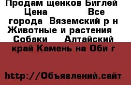 Продам щенков Биглей › Цена ­ 15 000 - Все города, Вяземский р-н Животные и растения » Собаки   . Алтайский край,Камень-на-Оби г.